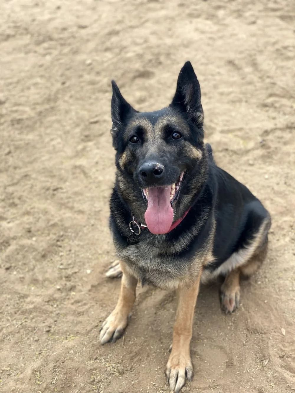 Scout, a happy rescued German Shepherd mix